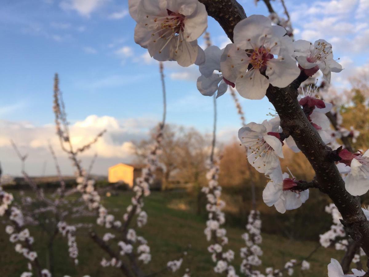 Agriturismo Pieve De Pitti Terricciola Dış mekan fotoğraf
